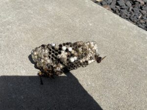 撤去したアシナガバチの巣