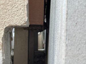 隣接して作られたアシナガバチの2つの巣