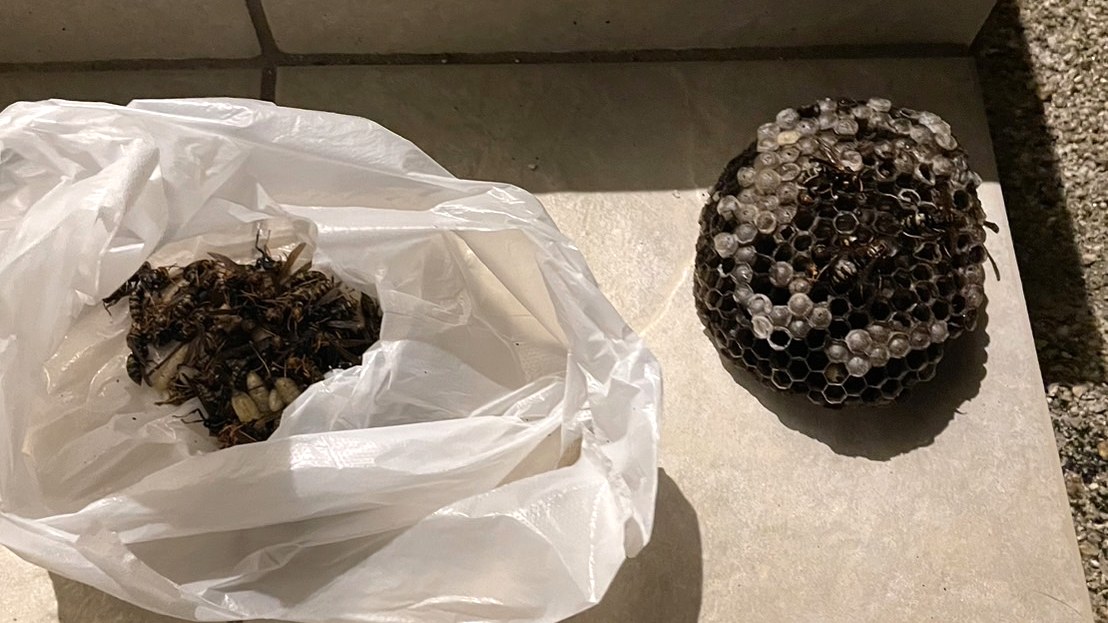 家の軒下に作られた蜂の巣の実例