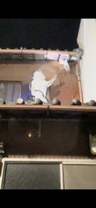 蜂の巣を発見したらすぐ連絡を！長岡市 蜂駆除くるみは当日対応可能