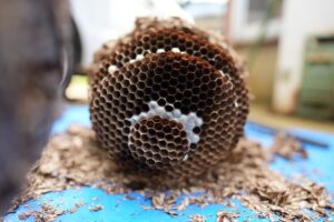 蜂の巣除去は新潟のプロへ！スズメバチ駆除なら長岡市対応の専門業者にお任せ