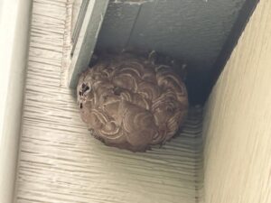 【長岡市の現場レポート】室外機の裏に鳥の巣!放置するとエアコン火災の危険も