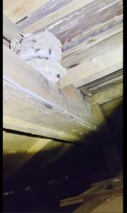 【長岡市】今が一番危険！8〜10月は蜂の巣が最大サイズに、被害を防ぐ注意点